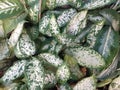 Aglaonema ommutatum Schott leafs Royalty Free Stock Photo