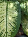 Aglaonema is an ornamental leaf plant that comes from the taro tribe (Araceae).