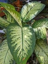 Aglaonema is an ornamental leaf plant that comes from the taro tribe (Araceae).