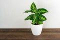 Aglaonema pictum tricolor plant on top of wood table with copy space Royalty Free Stock Photo