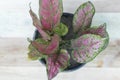 Aglaonema pink chinese evergreen plant