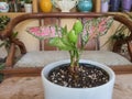 Aglaonema pink chinese evergreen plant with colorful pots in background