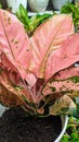 AGLAONEMA PINK COCHIN