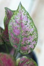 Aglaonema pink plant\'s leaf with blur background