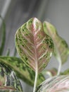 Aglaonema pink spotted star plant. Beautiful Aglaonema plants. House decor.