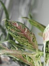 Aglaonema pink spotted star plant. Beautiful Aglaonema plants. House decor.