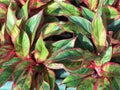 Aglaonema plant background