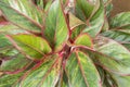 Aglaonema