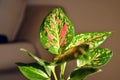 Aglaonema plant India ornamental plant.Air purifier indoor plants.Needs minimal care.Considered as the lucky plant fengshui.