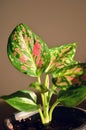 Aglaonema plant India ornamental plant.Air purifier indoor plants.Needs minimal care.Considered as the lucky plant fengshui.