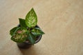 Aglaonema plant India ornamental plant.Air purifier indoor plants.Needs minimal care.Considered as the lucky plant fengshui.
