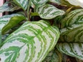 Aglaonema plant. Aglaonema leaf pattern Royalty Free Stock Photo