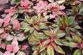 Aglaonema plant in nature garden