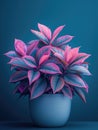 Aglaonema plant in pot. Studio photoshoot on isolated solid color background. Home flower plant profile photography. Ai generated