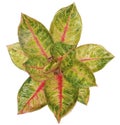 Aglaonema plant whose leaves like rose