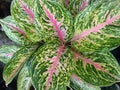 Aglaonema plants planted in pots become decorations in front of the house