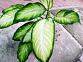 Aglaonema is a popular ornamental plant from the taro or Araceae tribe.