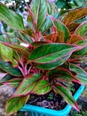 Aglaonema is a popular ornamental plant from the taro or Araceae tribe. The genus Aglaonema has about 30 species