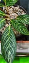 Aglaonema is a popular ornamental plant from the taro tribe or Araceae. The genus Aglaonema has about 30 species.