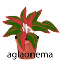 Aglaonema pot for flowers, with earth, pink, for seedlings, pots. Royalty Free Stock Photo