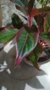 Aglaonema potted ornamental plants with different characteristics