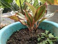 Aglaonema potted ornamental plants with different characteristics