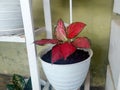 Aglaonema red cochin flowers are perfect for using white flower pots