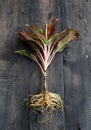 Aglaonema Red Lipstick or Chinese Evergreen Plant or Aglaonema Siam Aurora ready to move Royalty Free Stock Photo