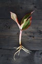 Aglaonema Red Lipstick or Chinese Evergreen Plant or Aglaonema Siam Aurora ready to move Royalty Free Stock Photo