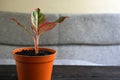 Aglaonema Siam Aurora can be used as decorations as well as natural air fresheners in the room Royalty Free Stock Photo