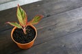 Aglaonema Siam Aurora can be used as decorations as well as natural air fresheners in the room Royalty Free Stock Photo