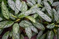 Aglaonema silver queen, green foliage closeup, abstract background with large leaves