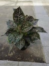 Aglaonema siti nurbaya Royalty Free Stock Photo