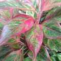 Aglaonema species , mostly indoor houseplant Royalty Free Stock Photo