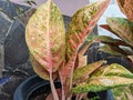 Aglaonema or Sri Rejeki with the Dud Anjamani type