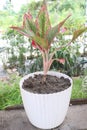 Aglaonema tree on pot in farm