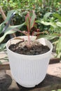 Aglaonema tree on pot in farm