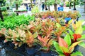 Aglaonema tree shop