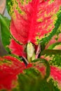 Aglaonema tropis plant called chinese evergreens