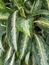 Aglaonema White Rain tree plant