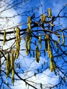 Aglet on tree and blue sky