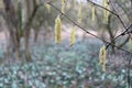 Aglets hanging on the birch twigs. Catkin closeup. Amentum or cat-tail, catkin is a spiciform inflorescence that can