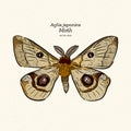 Aglia japonica Moth, hand draw sketch vector