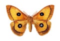 Aglia tau male on a white background. Tau emperor. Colorful orange night moth for design.