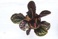 Aglonema Black on white background. Aglonema Black Lipstick or Calathea Aglonema Lipstik Black