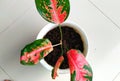 Aglonema kochin flower red 2