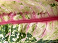 Aglonema leaves are green and pink, Aglonema is a popular ornamental plant