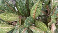Aglonema leaves are green and pink, Aglonema is a popular ornamental plant