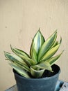 Aglonema plant as houseplant