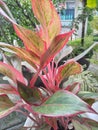 Aglonema plant lipstick on the garden